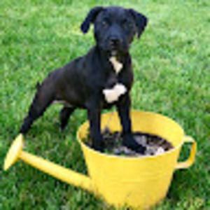 Meet your Posher, Cadence